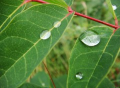 Fonds d'cran Nature Goutte d'eau