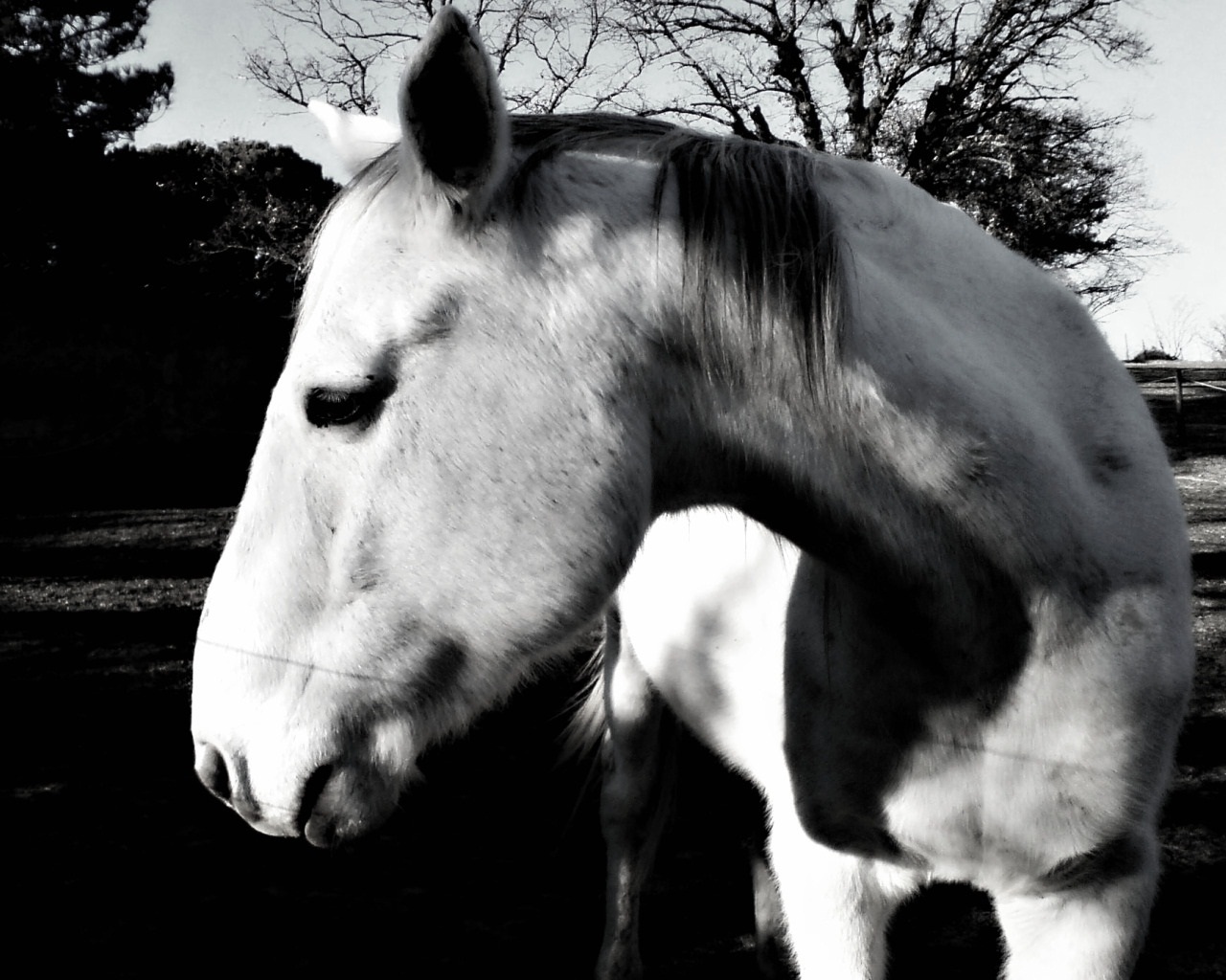 Fonds d'cran Animaux Chevaux Amourdemoi