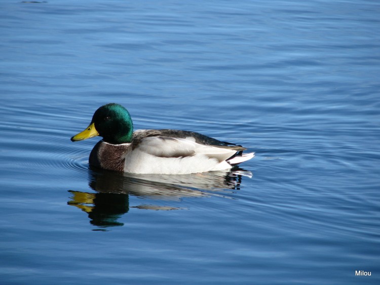 Fonds d'cran Animaux Oiseaux - Canards  l'eau petit canard