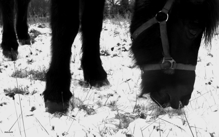 Wallpapers Animals Horses cheval photo noir et blanc