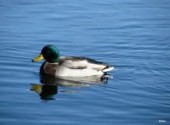 Fonds d'cran Animaux  l'eau petit canard