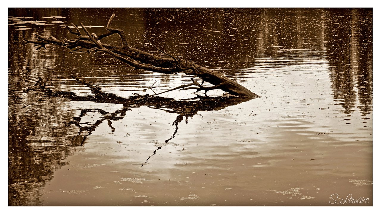 Wallpapers Nature Water - Reflection nature morte