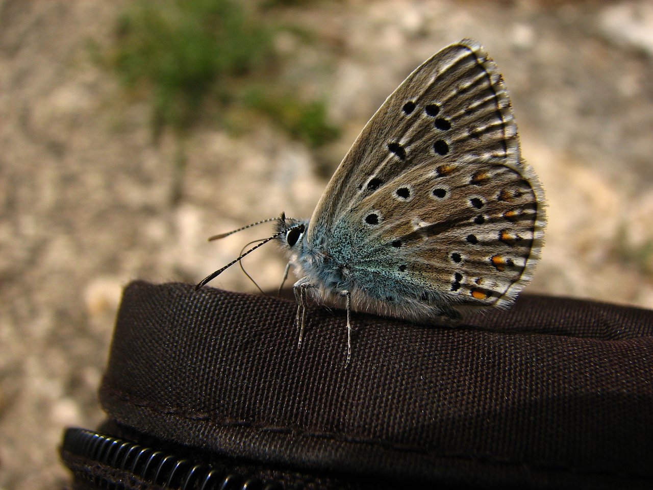 Fonds d'cran Animaux Insectes - Papillons Lyssandra