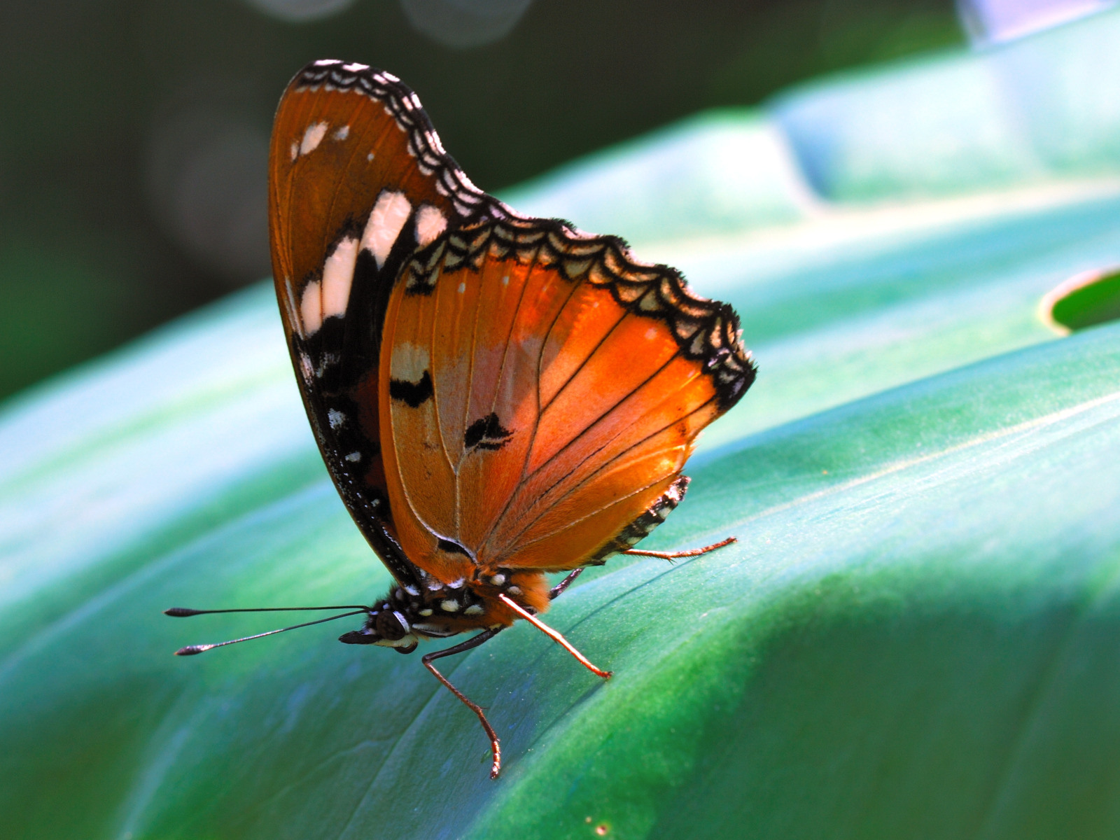 Fonds d'cran Animaux Insectes - Papillons papillons