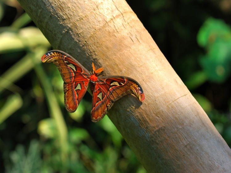 Wallpapers Animals Insects - Butterflies Papillon immense (Bombyx Atlas Asie)