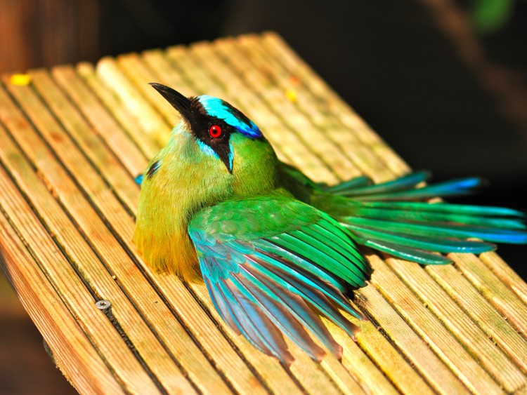 Fonds d'cran Animaux Oiseaux - Divers Piaf vert