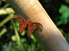 Wallpapers Animals Papillon immense (Bombyx Atlas Asie)