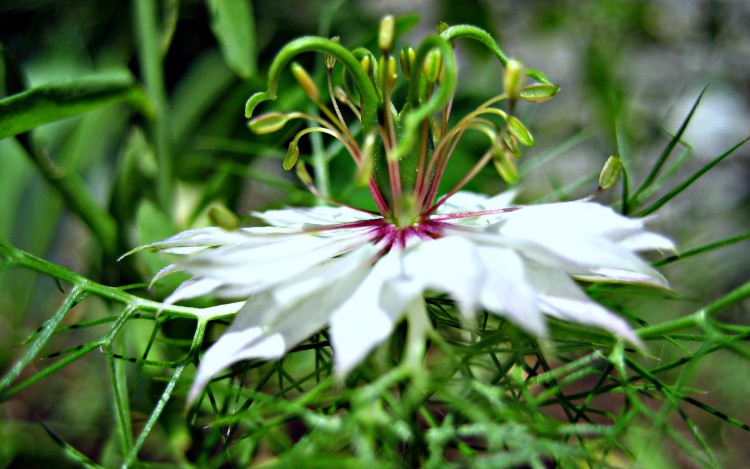 Fonds d'cran Nature Fleurs catgorie 