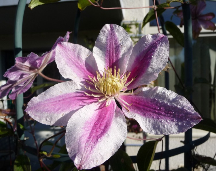 Fonds d'cran Nature Fleurs Clmatite