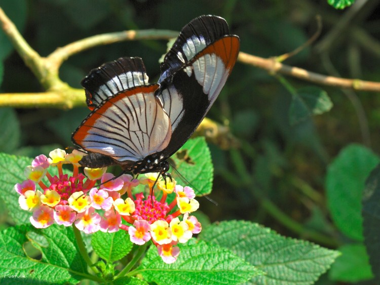 Fonds d'cran Animaux Insectes - Papillons Papillons blanc