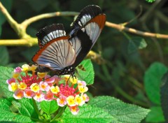 Wallpapers Animals Papillons blanc