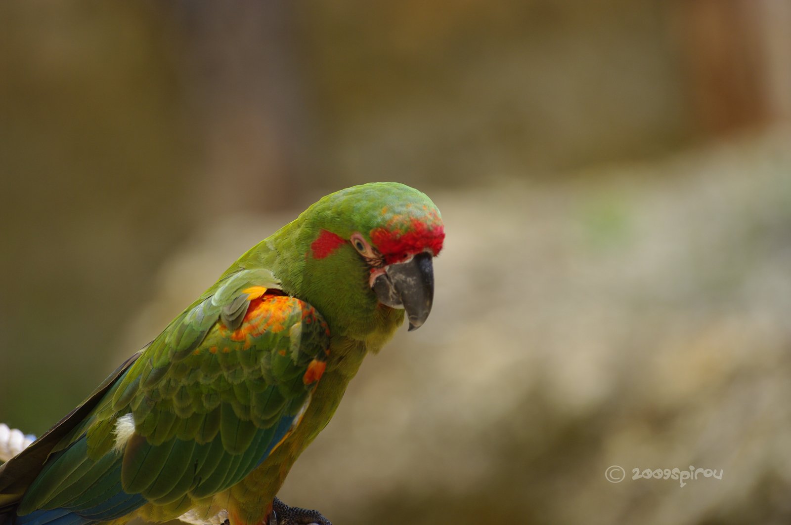 Fonds d'cran Animaux Oiseaux - Perroquets 