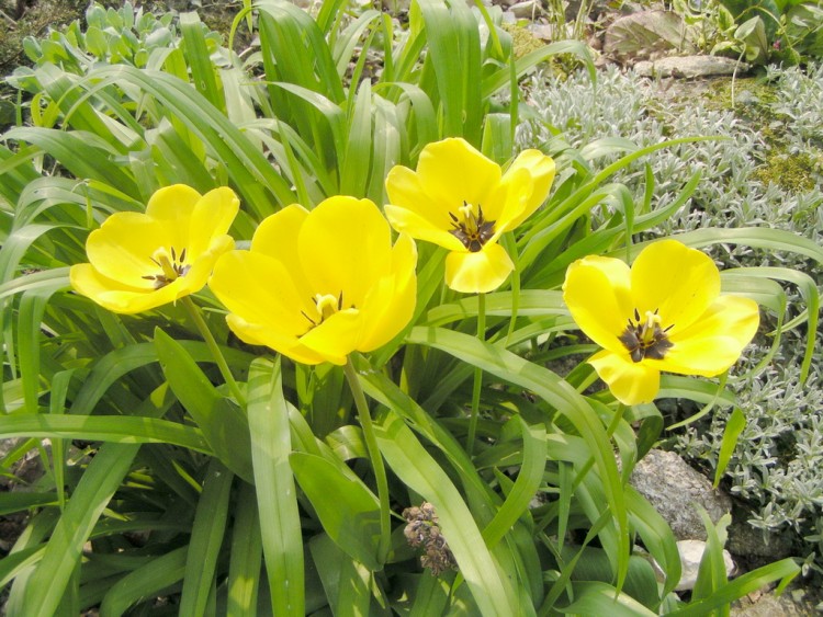 Fonds d'cran Nature Fleurs fleurs