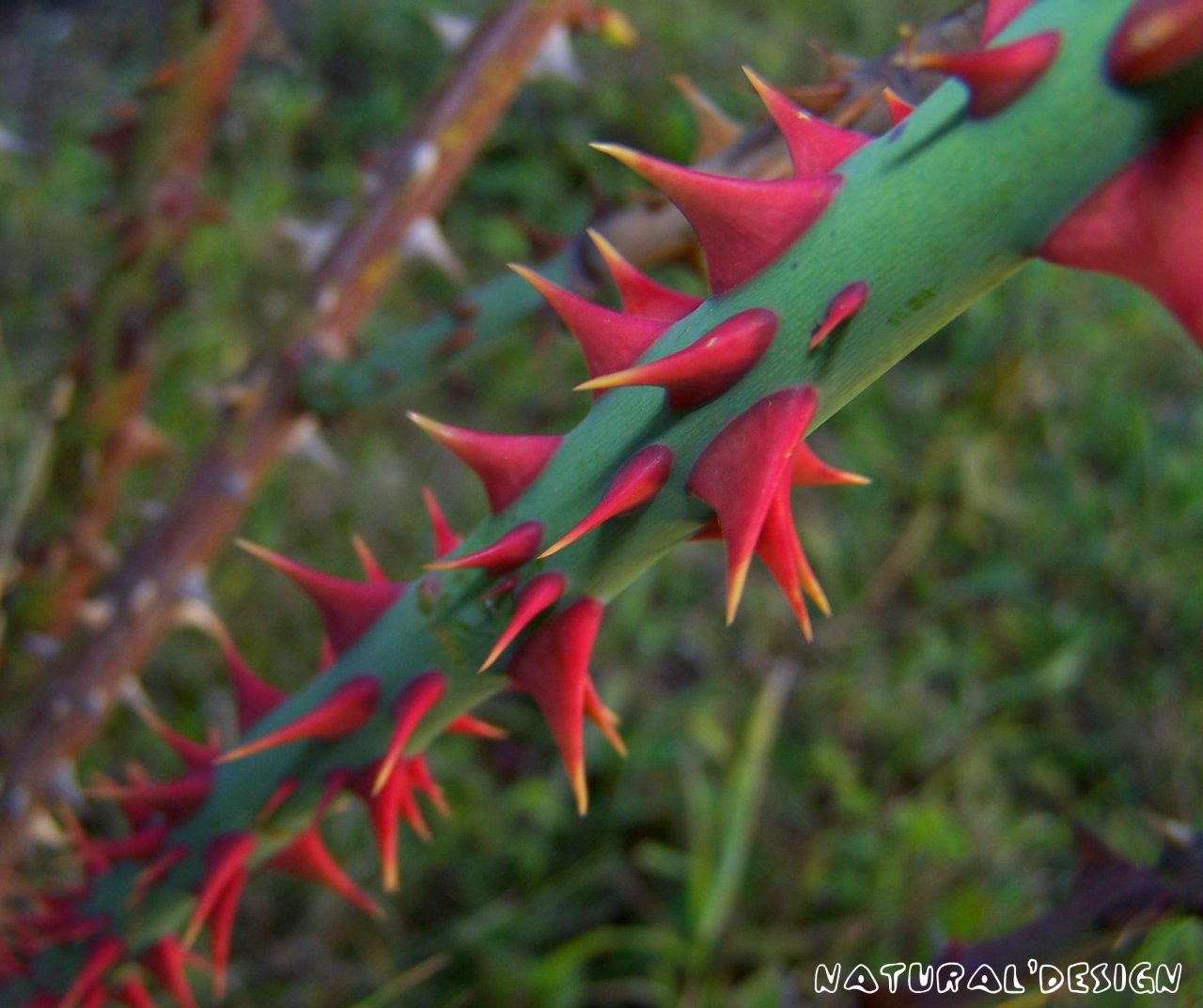 Wallpapers Nature Flowers red as blood