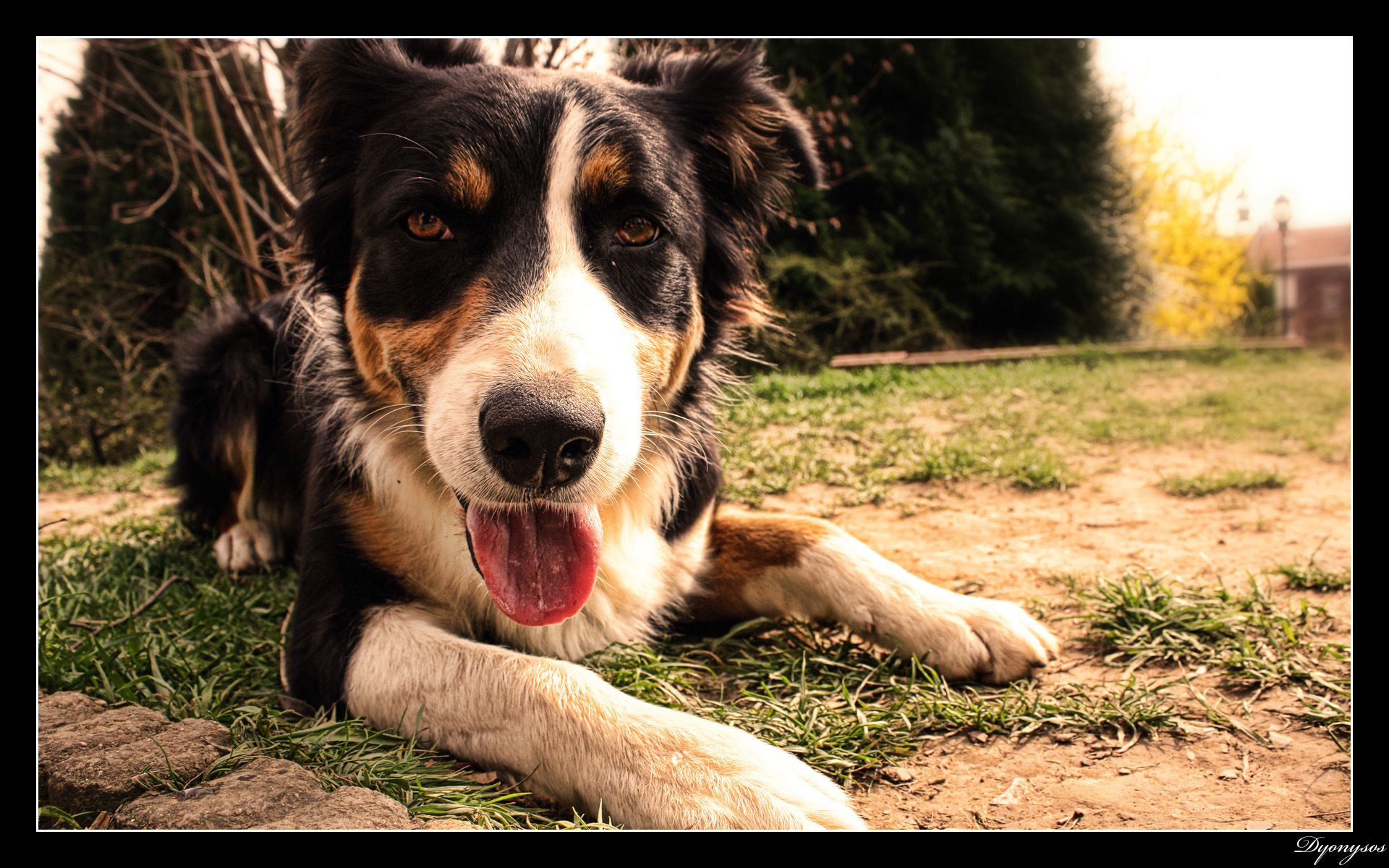 Fonds d'cran Animaux Chiens 