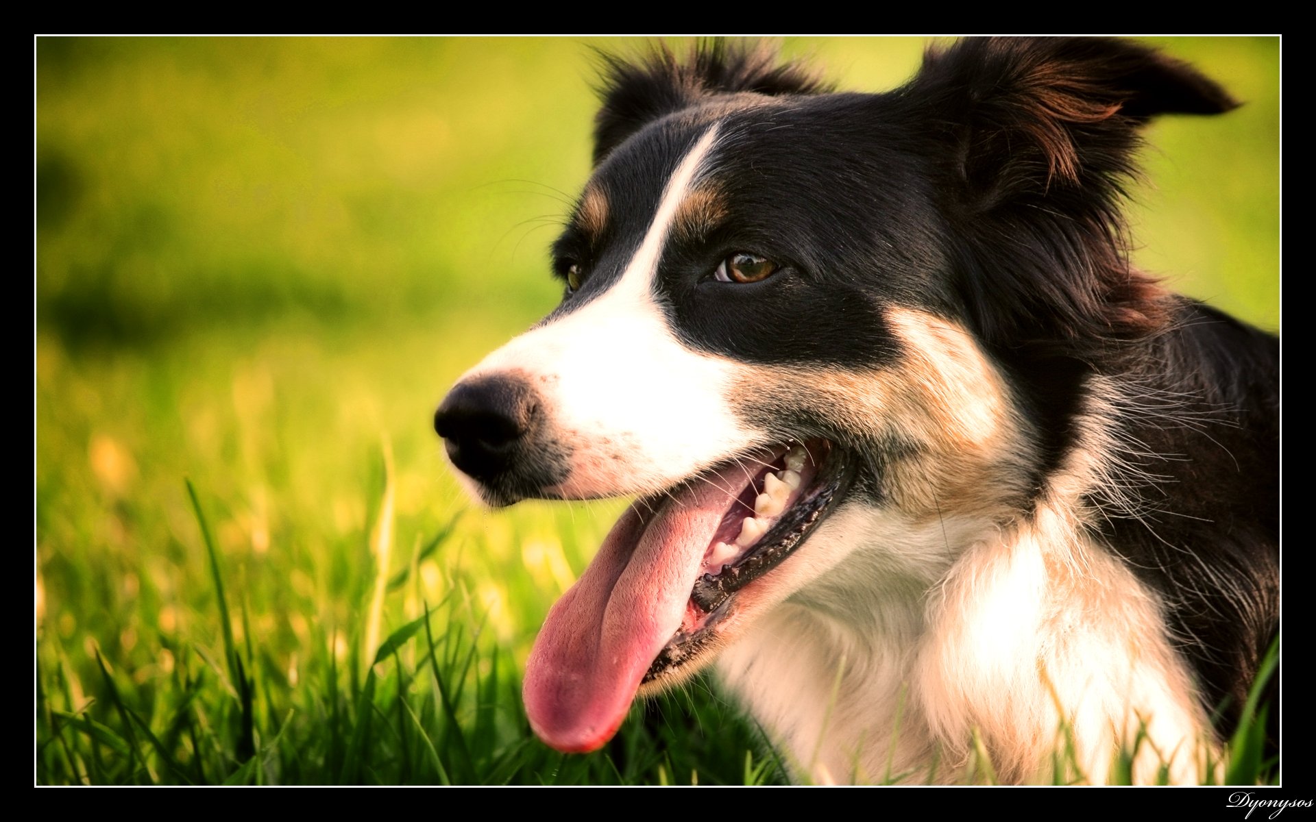 Wallpapers Animals Dogs 