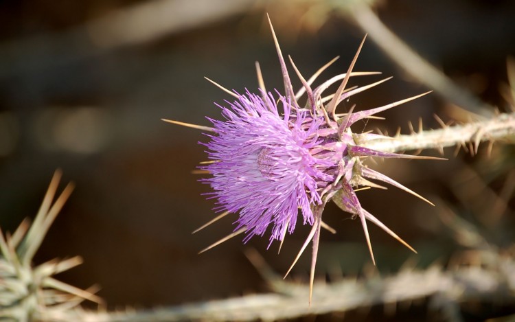 Fonds d'cran Nature Fleurs chardon