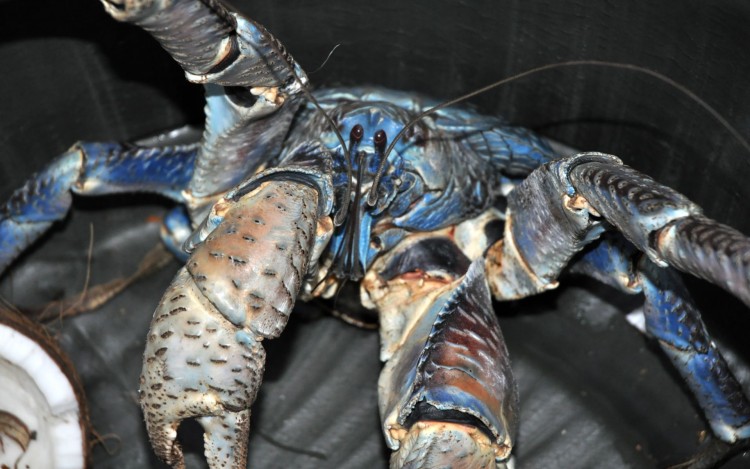 Fonds d'cran Animaux Vie marine - Crustacs Crabe de cocotier