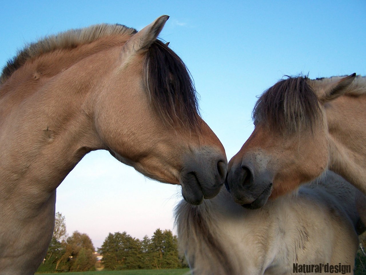 Fonds d'cran Animaux Chevaux horse in love