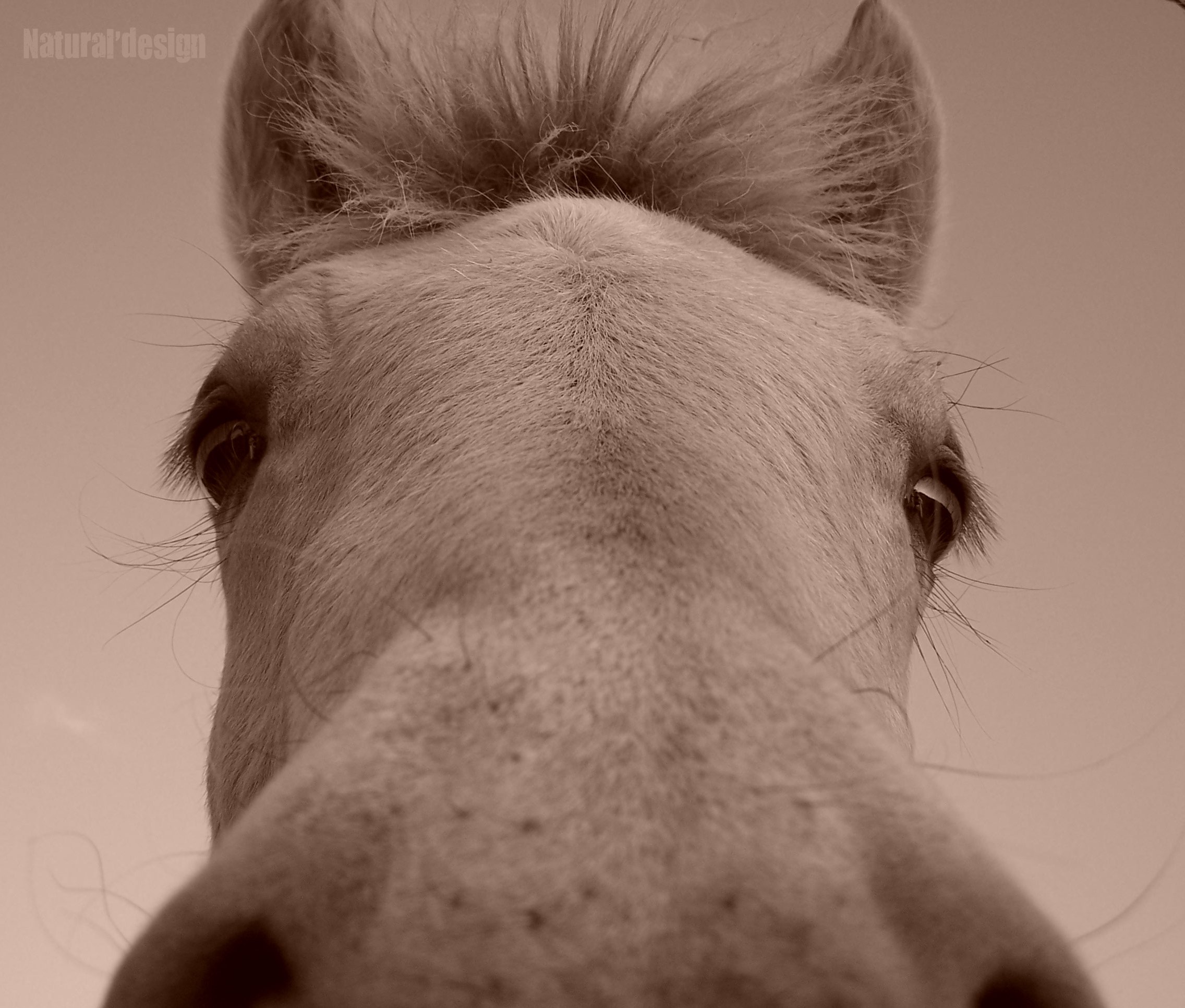 Wallpapers Animals Horses face to face