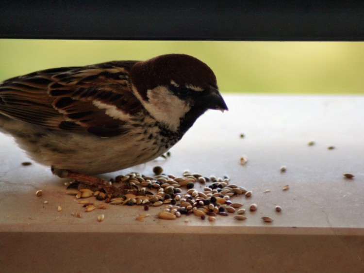 Fonds d'cran Animaux Oiseaux - Passereaux Passerotto