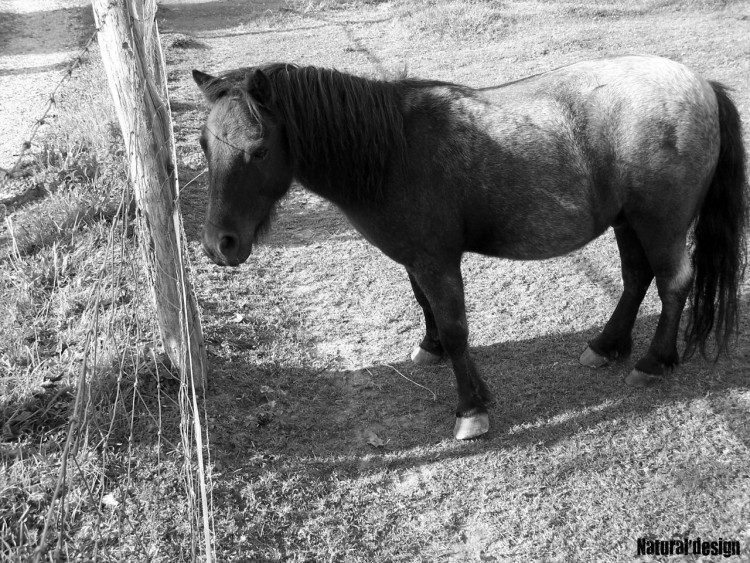 Fonds d'cran Animaux Chevaux enzo