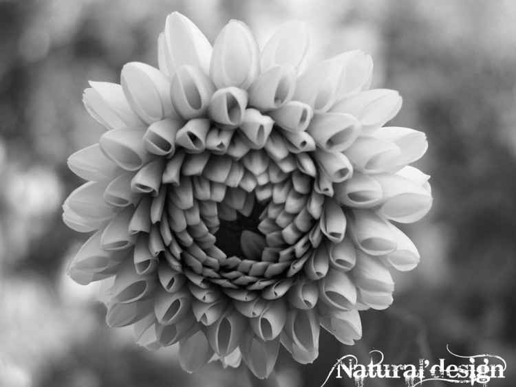 Fonds d'cran Nature Fleurs simply white