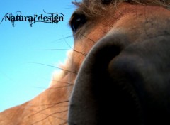 Fonds d'cran Animaux natural horse