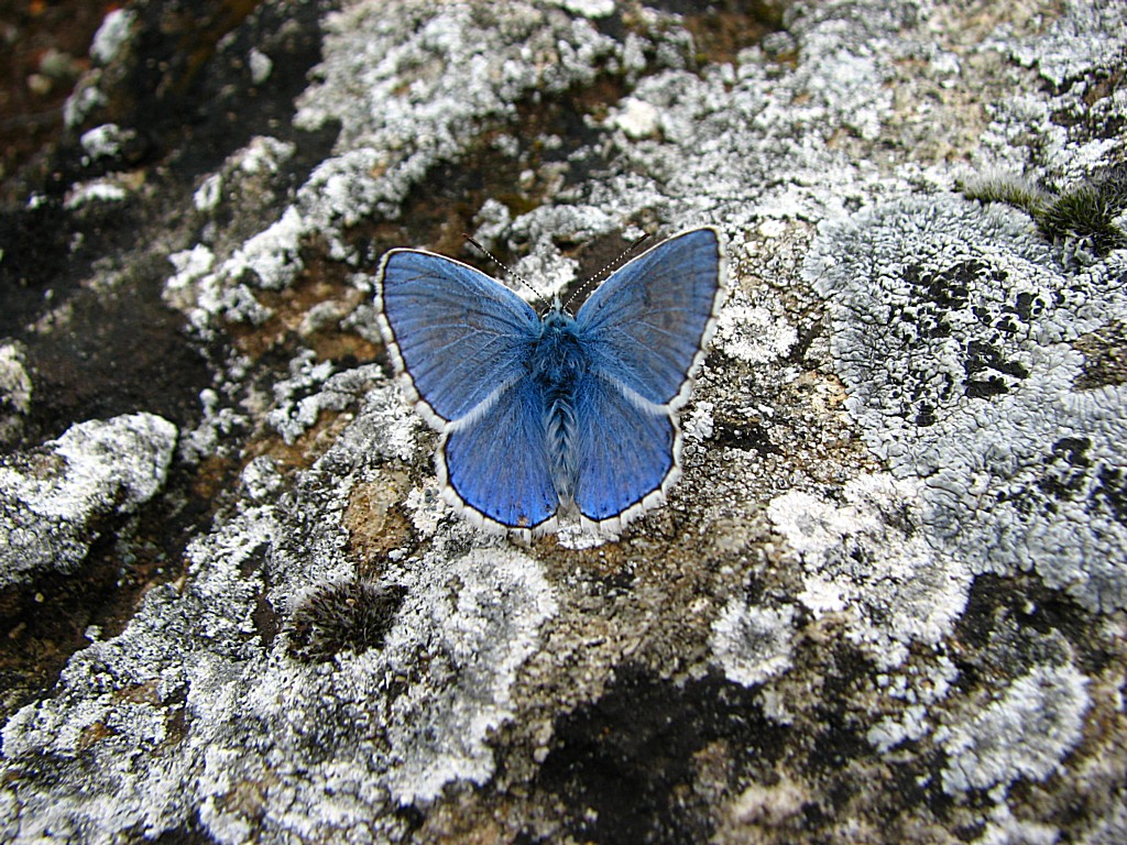 Fonds d'cran Animaux Insectes - Papillons Argus bleu