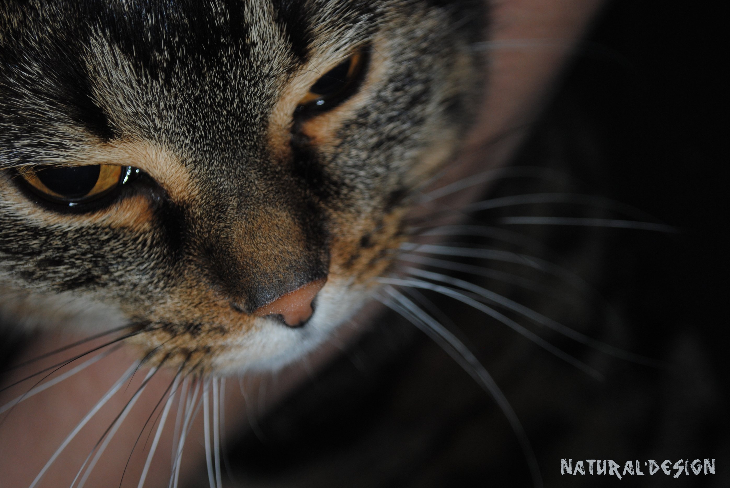 Fonds d'cran Animaux Chats - Chatons macro mcha