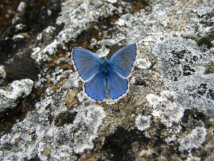 Fonds d'cran Animaux Insectes - Papillons Argus bleu