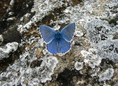 Fonds d'cran Animaux Argus bleu