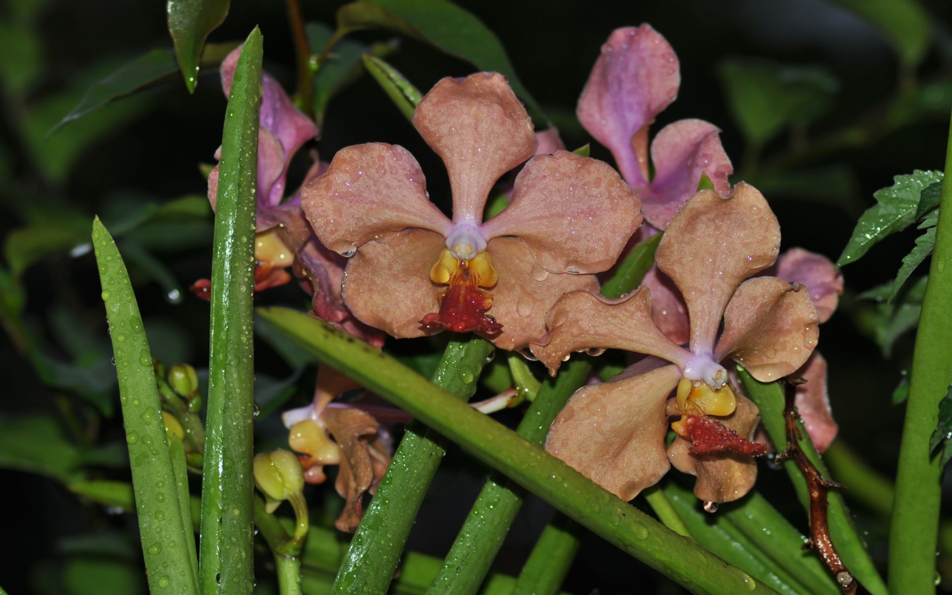 Fonds d'cran Nature Fleurs orchides