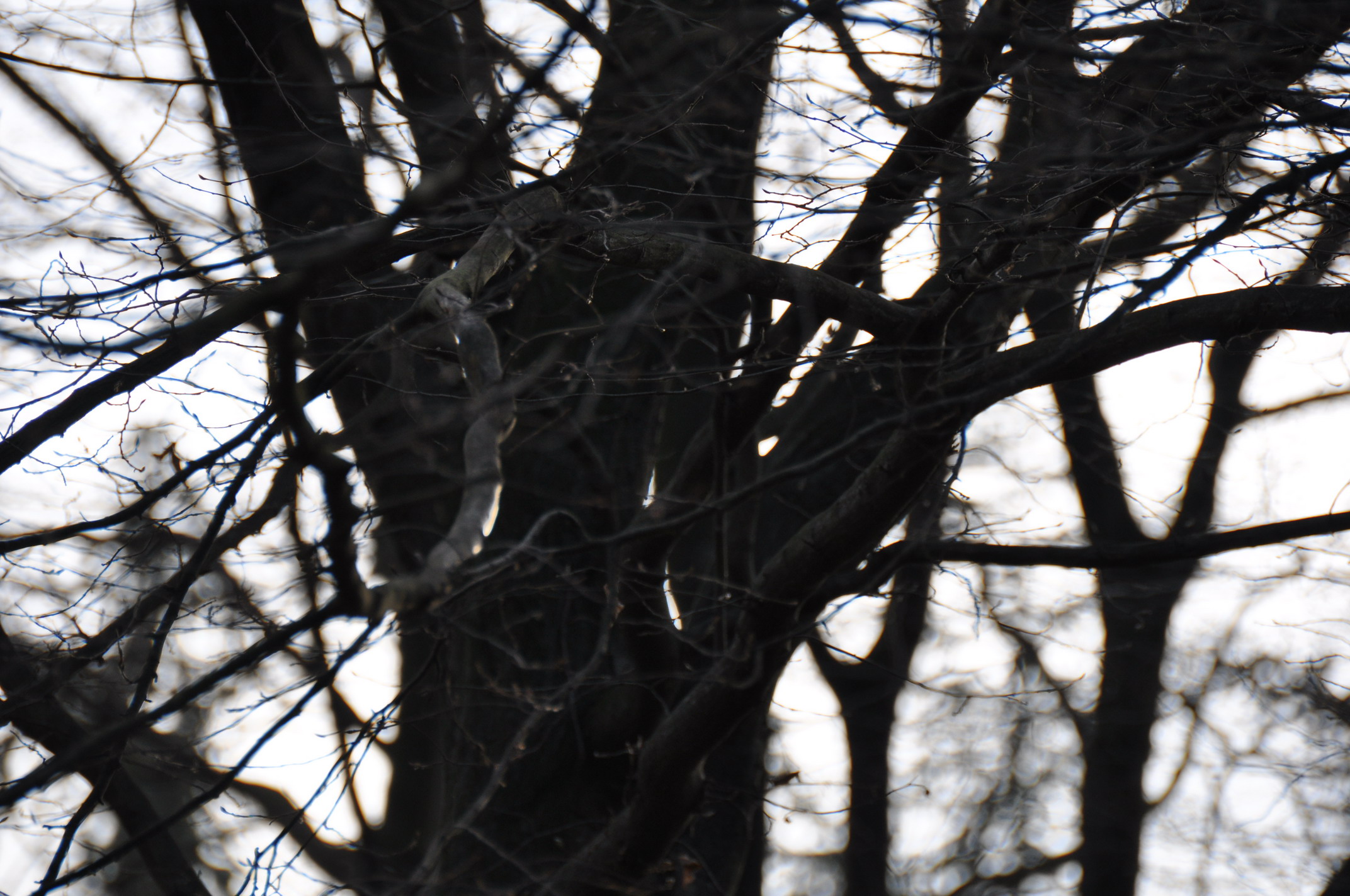 Fonds d'cran Nature Arbres - Forts 