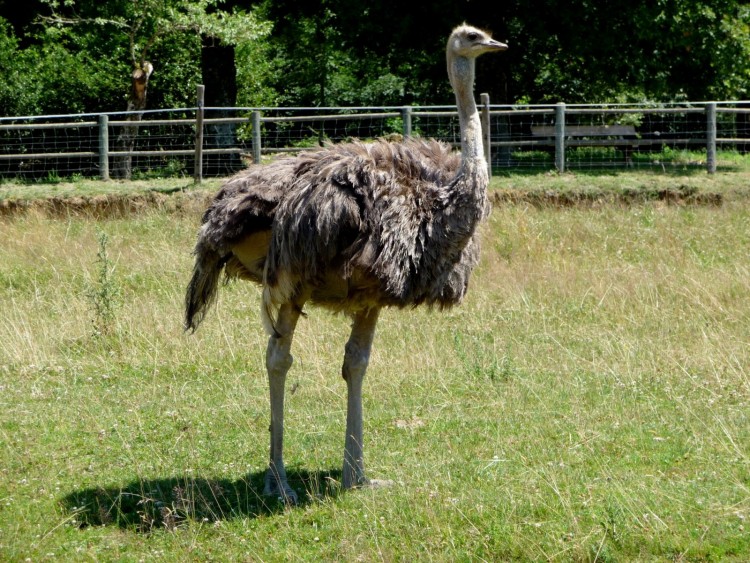 Fonds d'cran Animaux Oiseaux - Autruches et Emeus Autruche