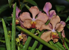 Fonds d'cran Nature orchides