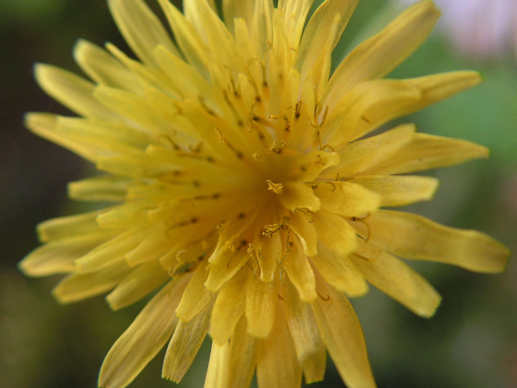 Fonds d'cran Nature Fleurs Fleur