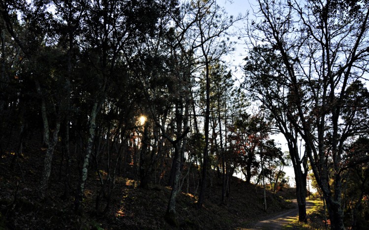 Fonds d'cran Nature Arbres - Forts promenade  Roquebrune sur Argens 3