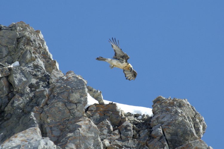 Fonds d'cran Animaux Oiseaux - Divers Gypate 001 dans les alpes