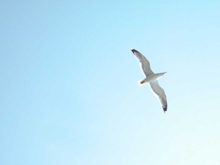 Fonds d'cran Animaux Oiseaux - Mouettes et Golands golland