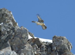 Fonds d'cran Animaux Gypate 001 dans les alpes