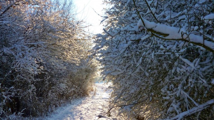 Fonds d'cran Nature Saisons - Hiver foret sous la neige