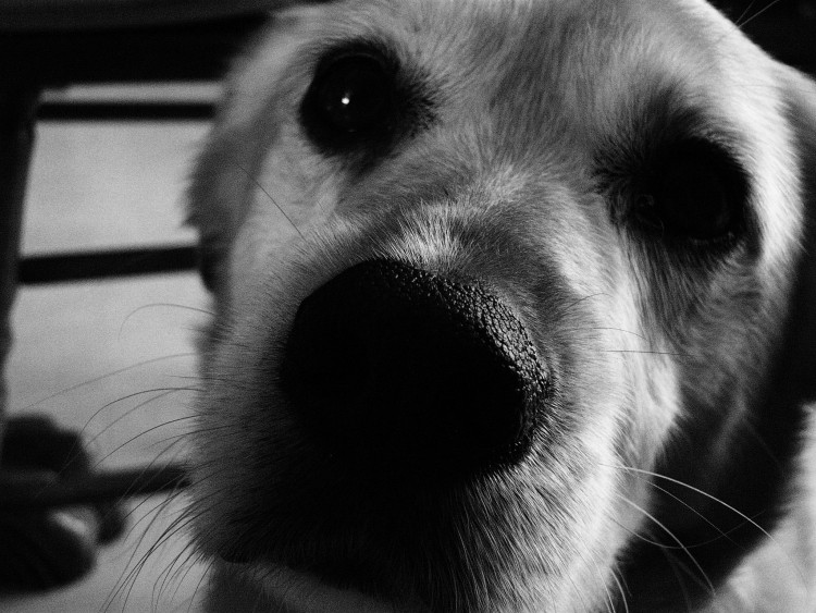 Fonds d'cran Animaux Chiens Gros nez