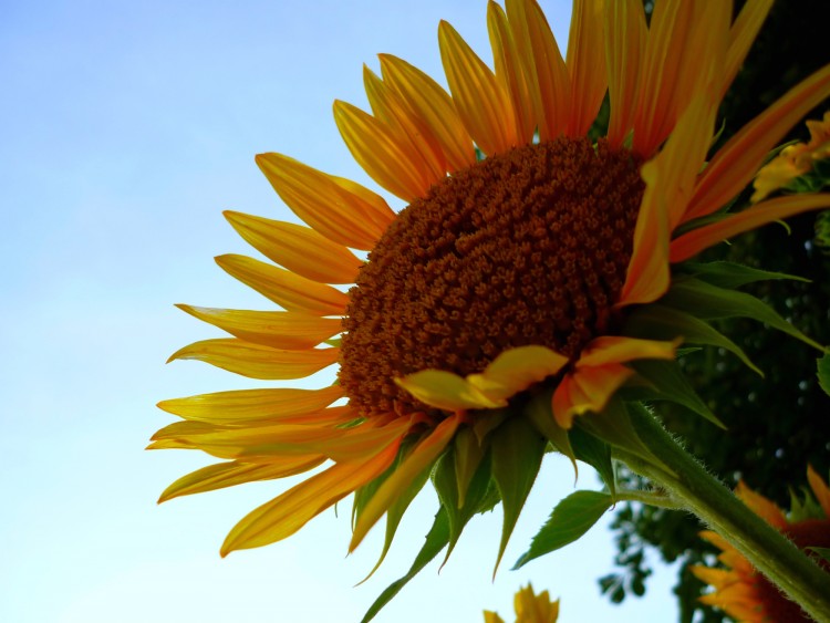 Fonds d'cran Nature Fleurs Tournesol