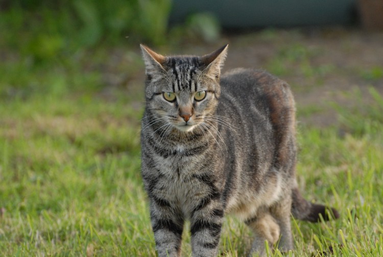 Fonds d'cran Animaux Chats - Chatons Bambino