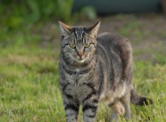 Fonds d'cran Animaux Bambino