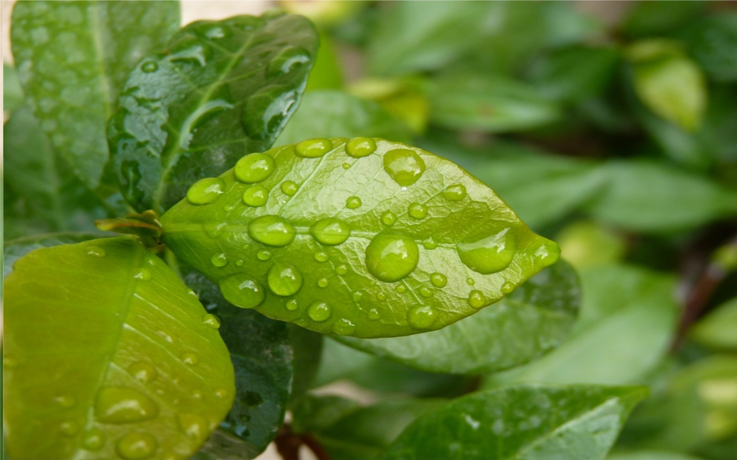 Wallpapers Nature Leaves - Foliage Rose du matin