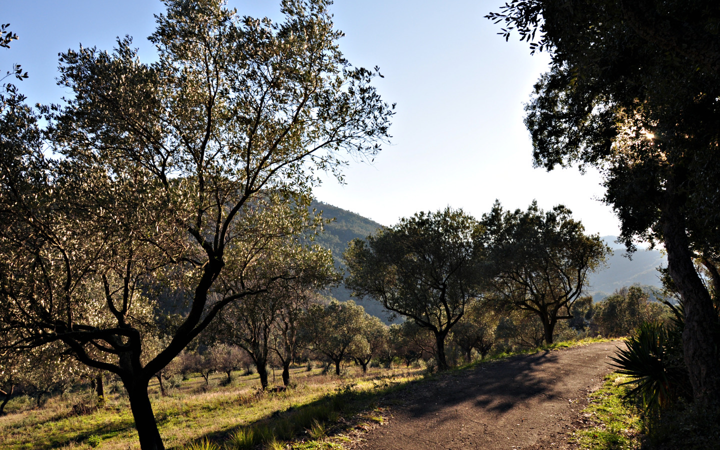 Fonds d'cran Nature Arbres - Forts champs d'oliviers  Roquebrune sur Argens