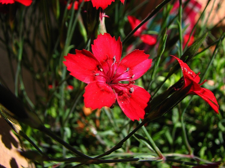 Fonds d'cran Nature Fleurs oeillet ??