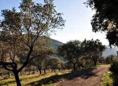 Fonds d'cran Nature champs d'oliviers  Roquebrune sur Argens